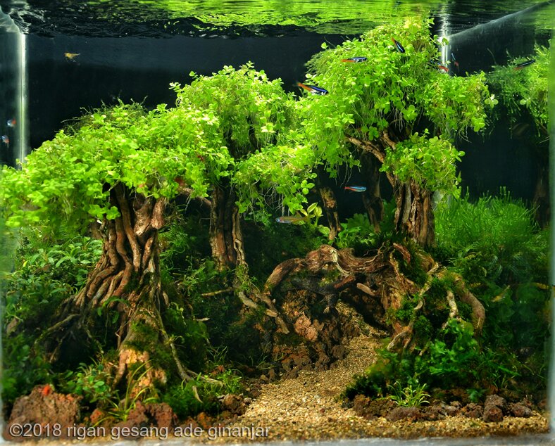 AGA 2018 Aquascaping Contest: #348