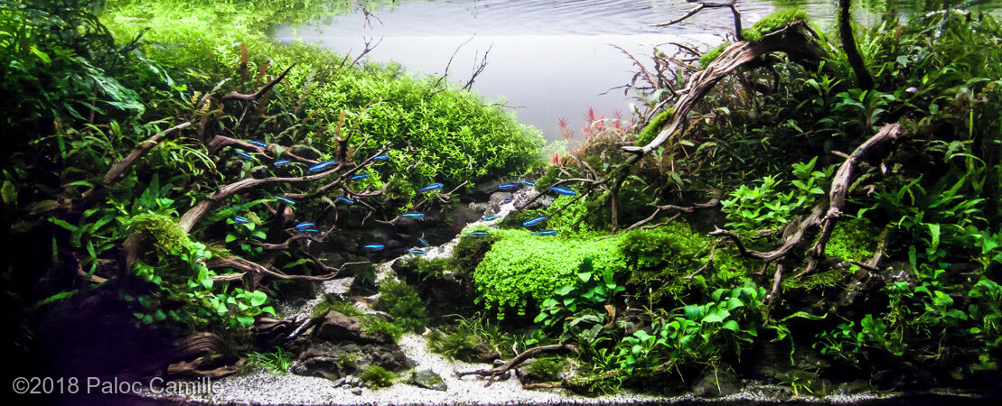 AGA 2018 Aquascaping Contest: #393