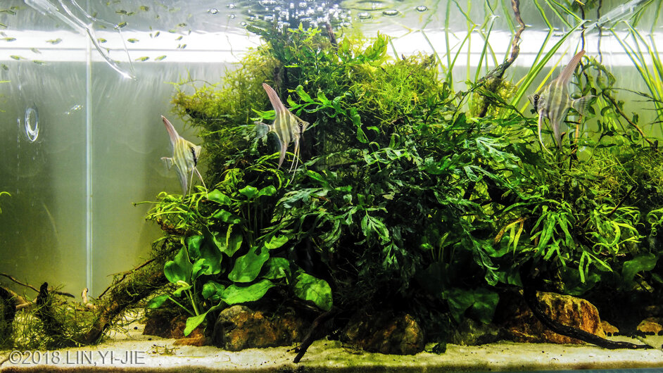 AGA 2018 Aquascaping Contest: #440