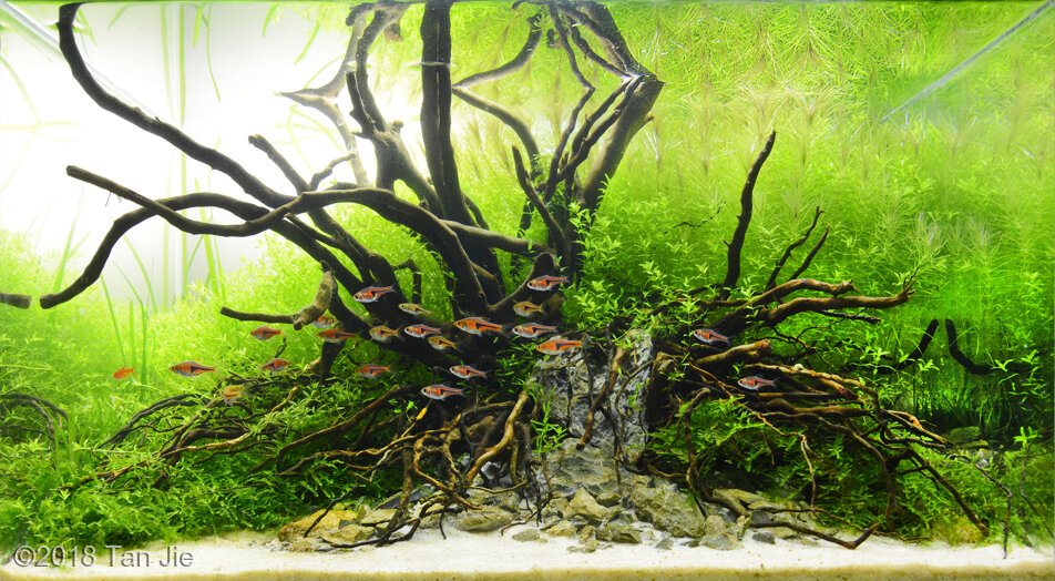 AGA 2018 Aquascaping Contest: #447