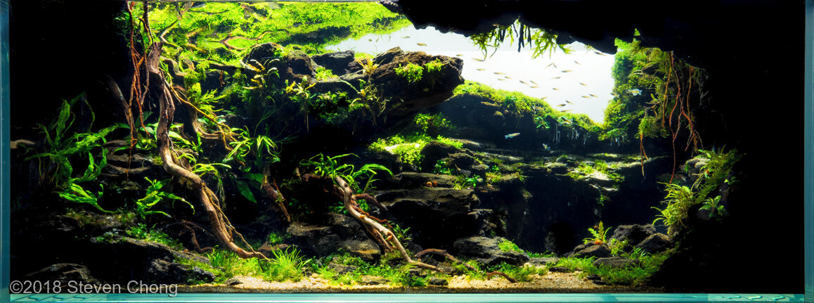 AGA 2018 Aquascaping Contest: #454