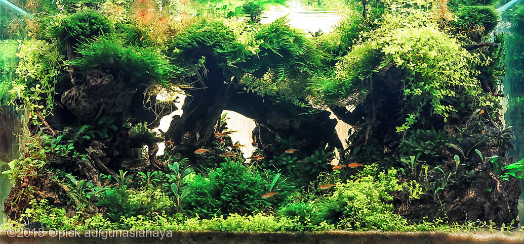 AGA 2018 Aquascaping Contest: #488