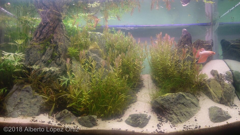 AGA 2018 Aquascaping Contest: #511