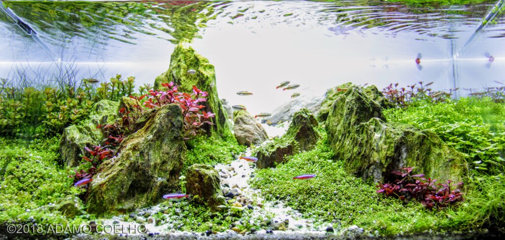 AGA 2018 Aquascaping Contest 524