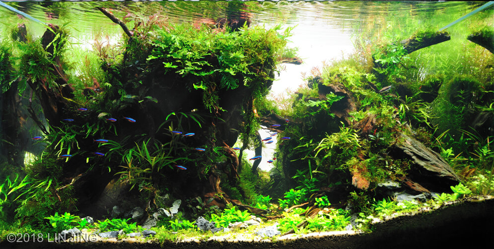 AGA 2018 Aquascaping Contest: #535