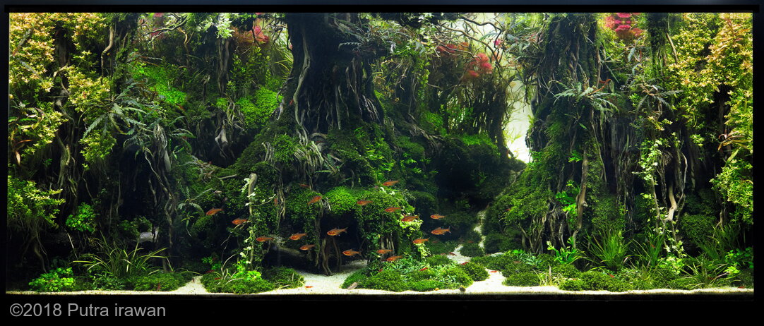 AGA 2018 Aquascaping Contest: #553