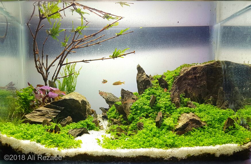 AGA 2018 Aquascaping Contest: #593