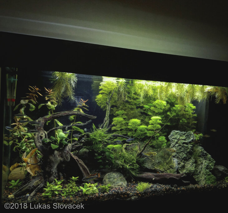 新着入荷の通販 AGA 2018 Aquascaping Contest: #655 水草