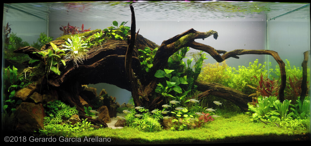 AGA 2018 Aquascaping Contest: #669