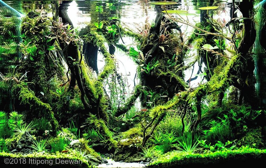 AGA 2018 Aquascaping Contest: #695