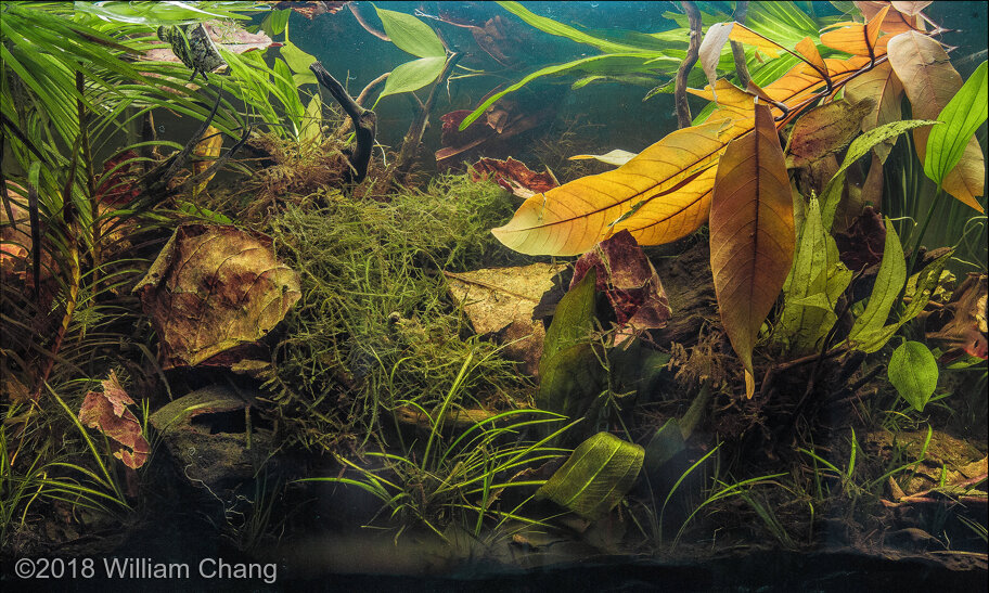 森*田様 Echinodorus sp. 'Jurua Tourmaline' 森*田様 Echinodorus sp. 'Jurua Tourmaline' 森*田様
