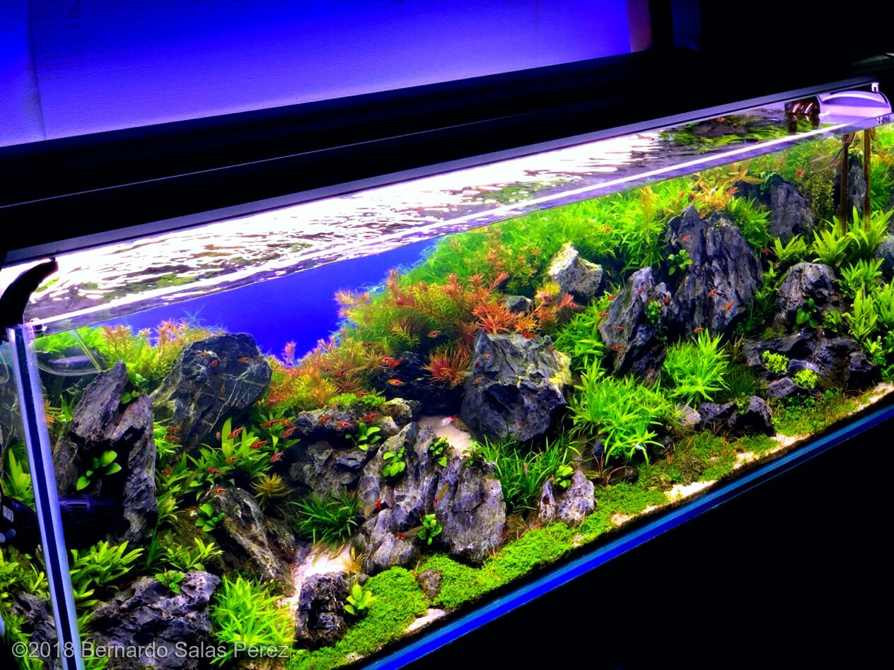 AGA 2018 Aquascaping Contest 693