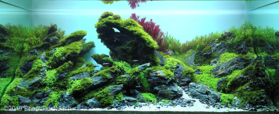 AGA 2019 Aquascaping Contest: #488