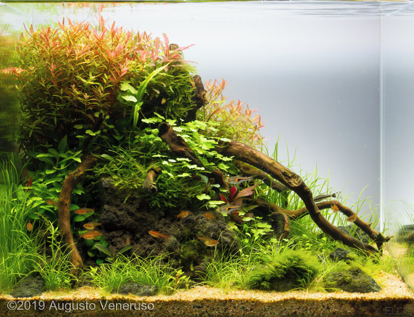 AGA 2019 Aquascaping Contest: #140