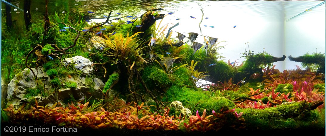 AGA 2019 Aquascaping Contest: #180