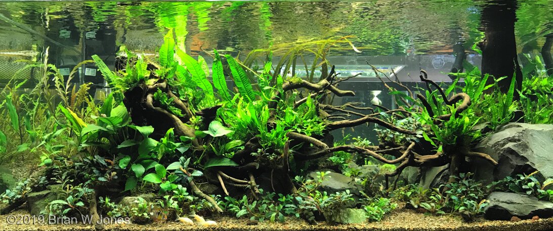 AGA 2019 Aquascaping Contest: #188