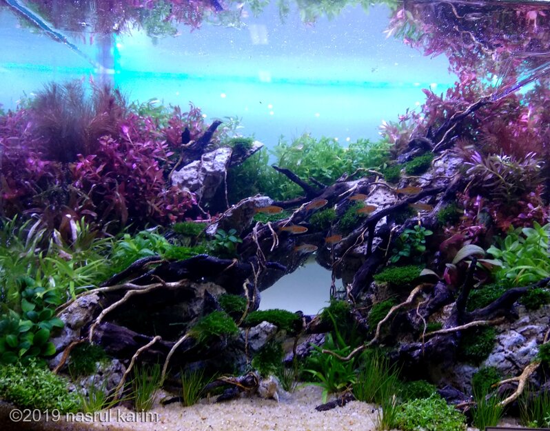 AGA 2019 Aquascaping Contest: #212