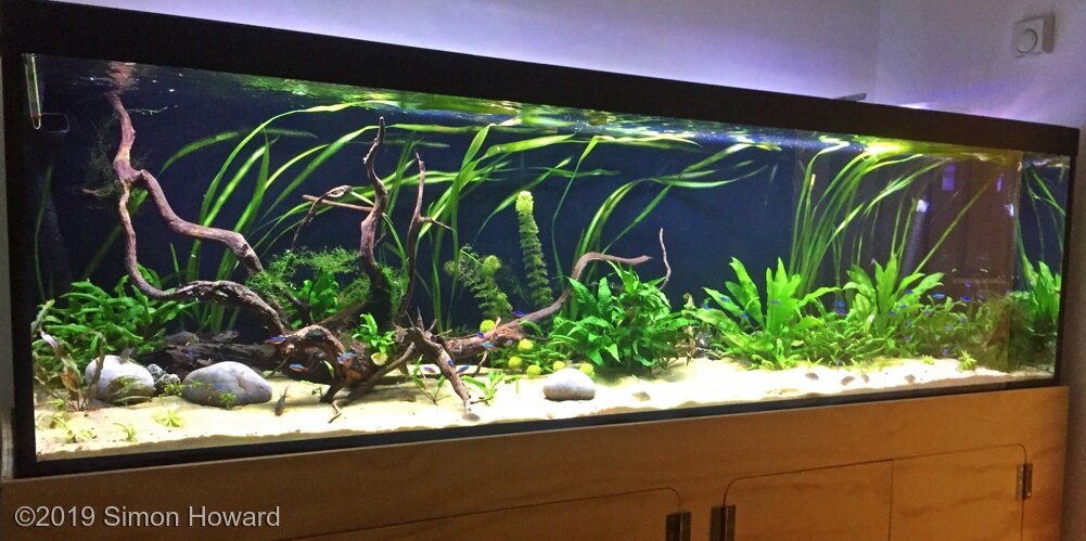 Aga 2019 Aquascaping Contest: #236