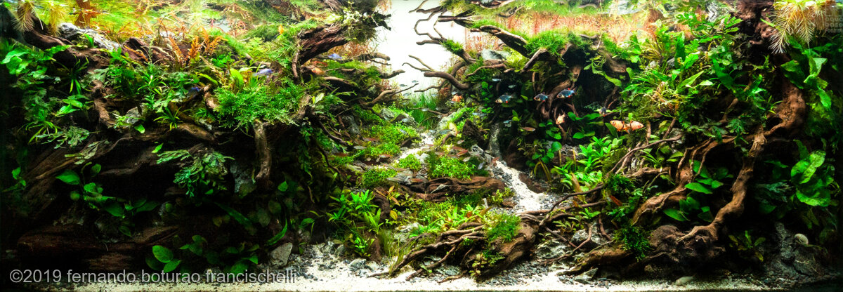 AGA 2019 Aquascaping Contest: #412