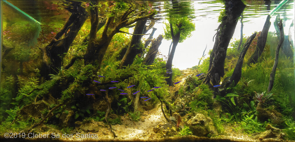 AGA 2019 Aquascaping Contest: #422