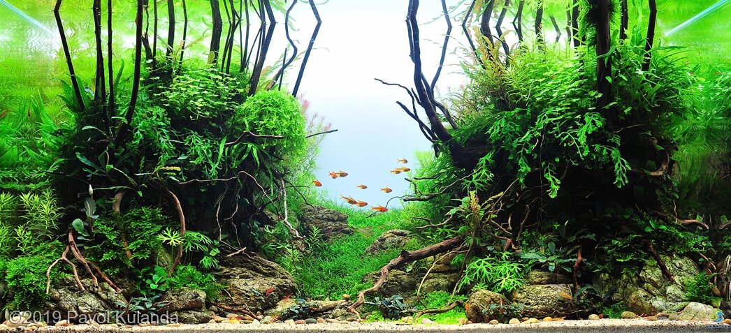 AGA 2019 Aquascaping Contest: #435