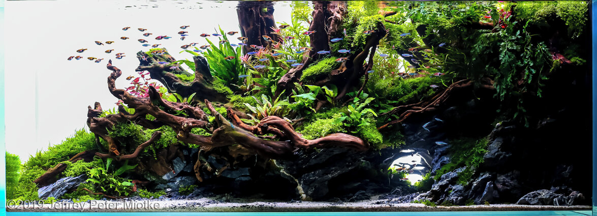 AGA 2019 Aquascaping Contest: #449