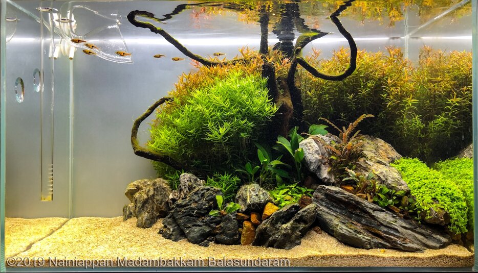 AGA 2019 Aquascaping Contest: #488