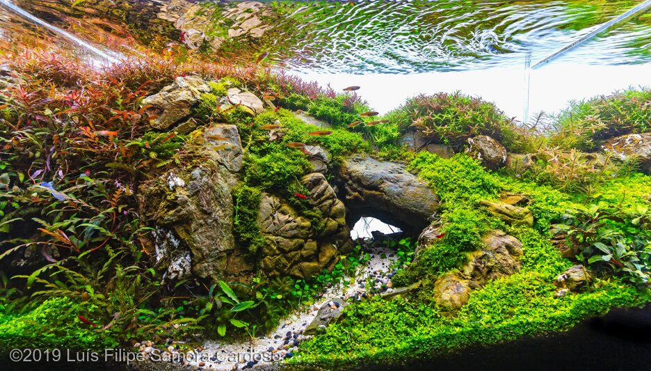 frodo stone aquascape