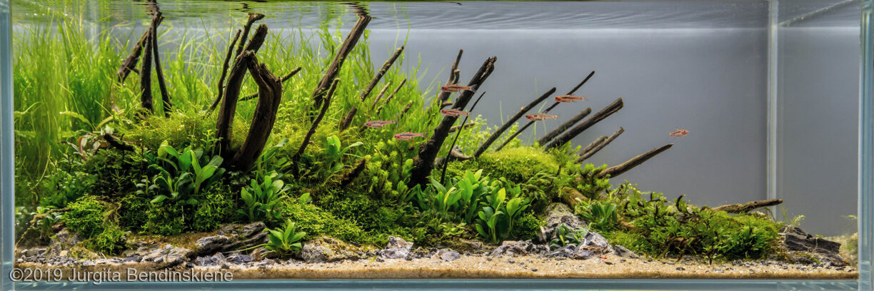 AGA 2019 Aquascaping Contest: #539
