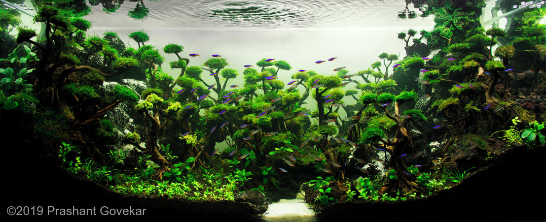 AGA 2019 Aquascaping Contest: #570