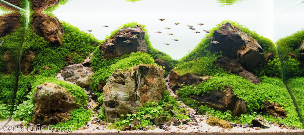 AGA 2019 Aquascaping Contest: #574