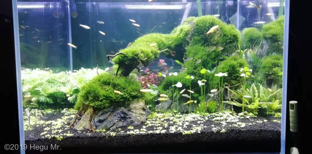 AGA 2019 Aquascaping Contest: #627