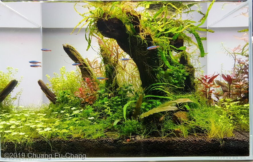 AGA 2019 Aquascaping Contest: #667