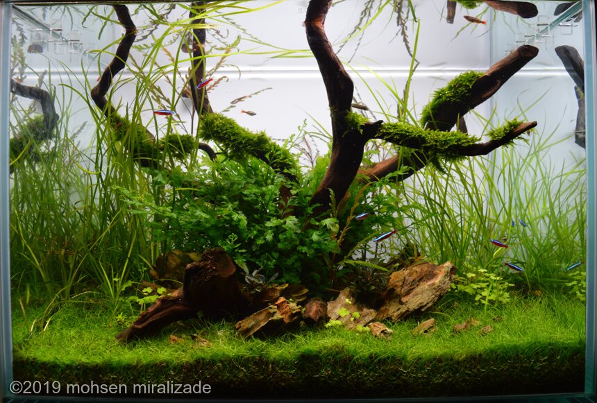 Aga 2019 Aquascaping Contest: #675