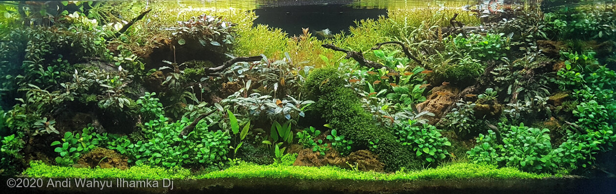 Aga 2020 Aquascaping Contest: #121