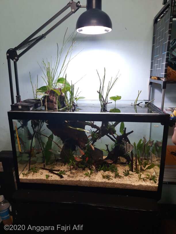 AGA 2020 Aquascaping Contest: #130