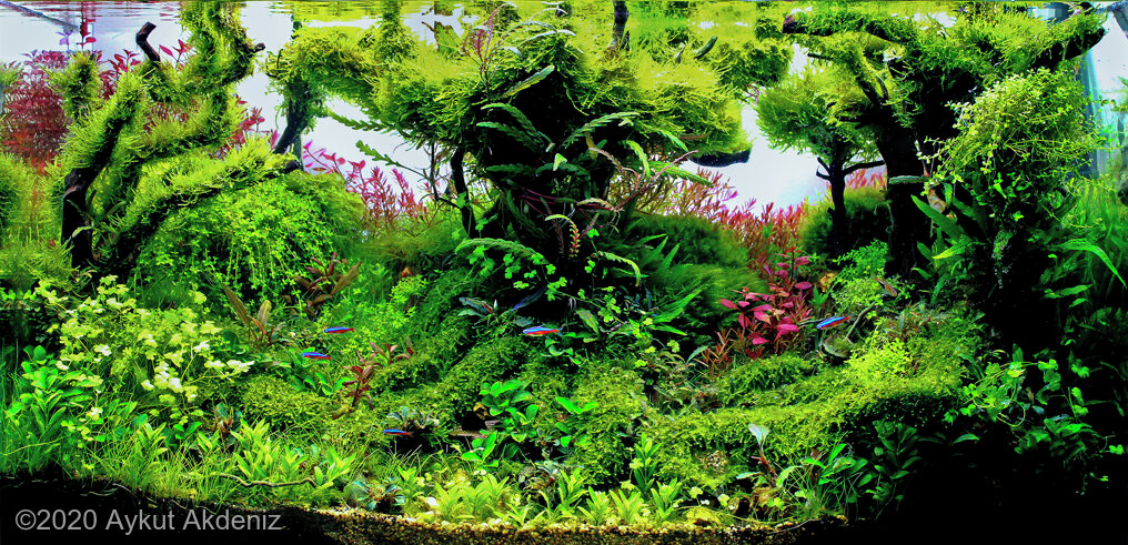 AGA 2020 Aquascaping Contest: #142