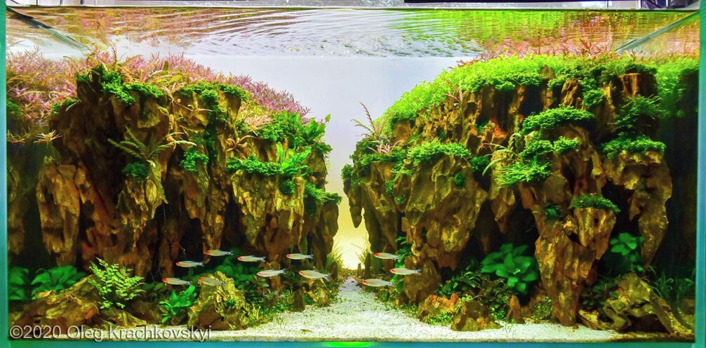 AGA 2020 Aquascaping Contest 150