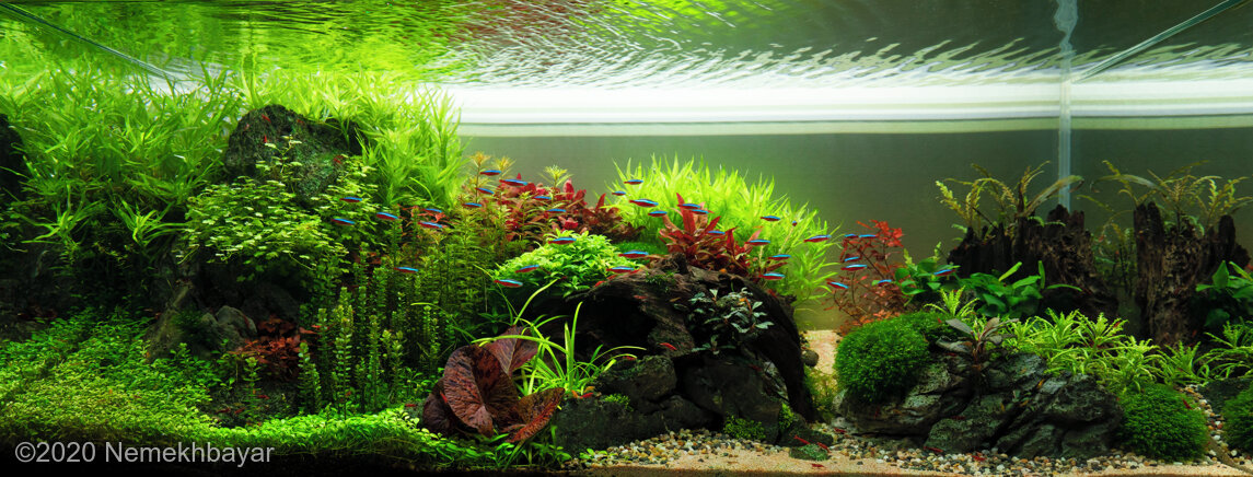 AGA 2020 Aquascaping Contest: #163