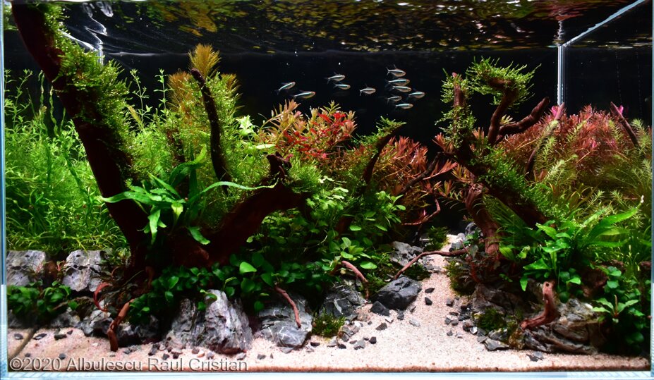 AGA 2020 Aquascaping Contest: #167