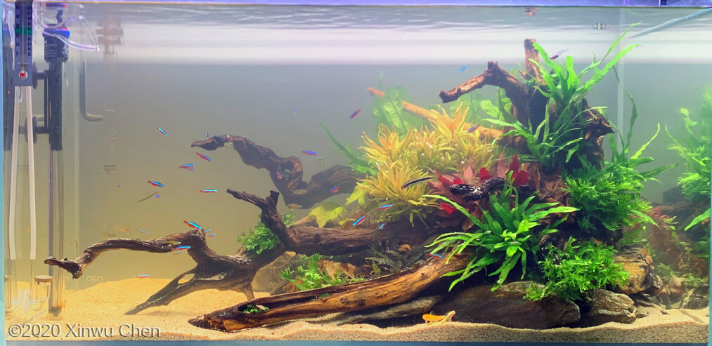 AGA 2020 Aquascaping Contest: #188