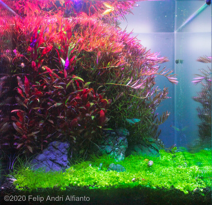 AGA 2020 Aquascaping Contest: #225