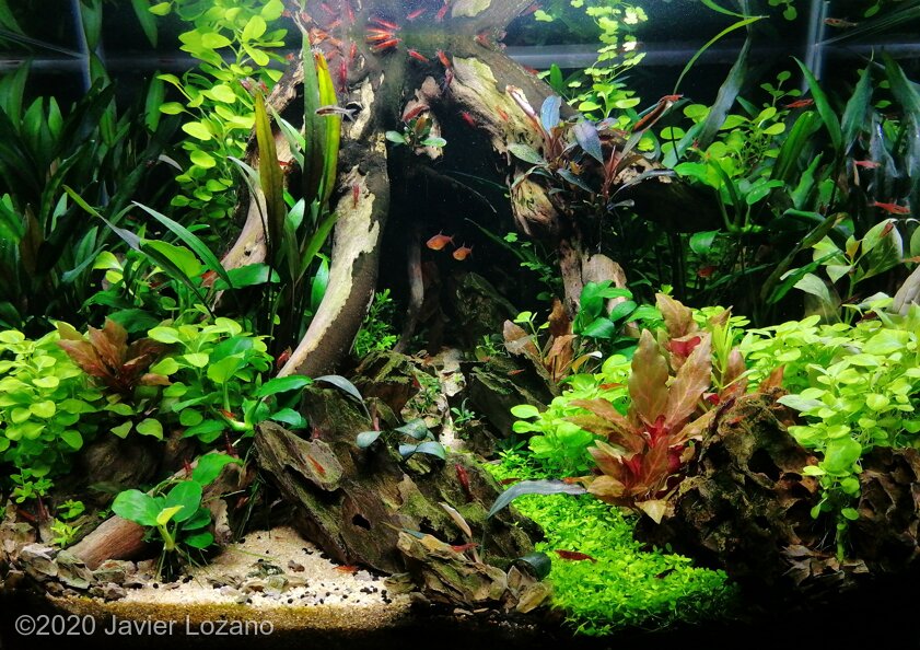 AGA 2020 Aquascaping Contest: #228