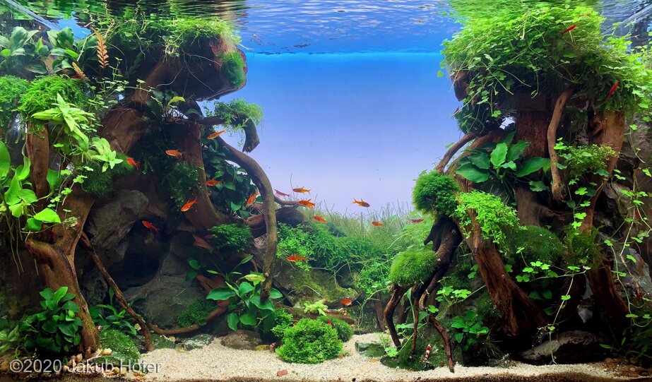 AGA 2020 Aquascaping Contest: #244