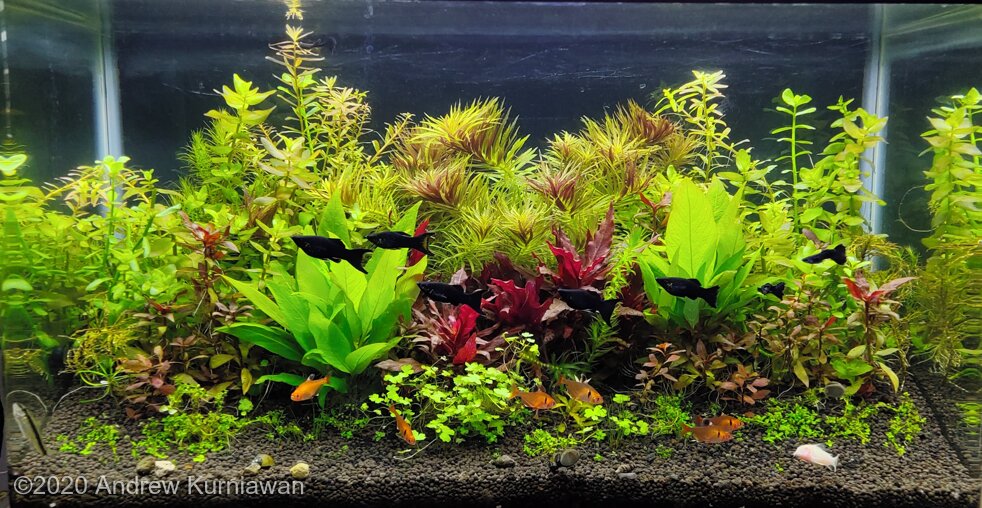 AGA 2020 Aquascaping Contest: #264