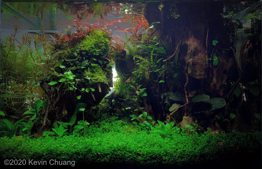 AGA 2020 Aquascaping Contest 309