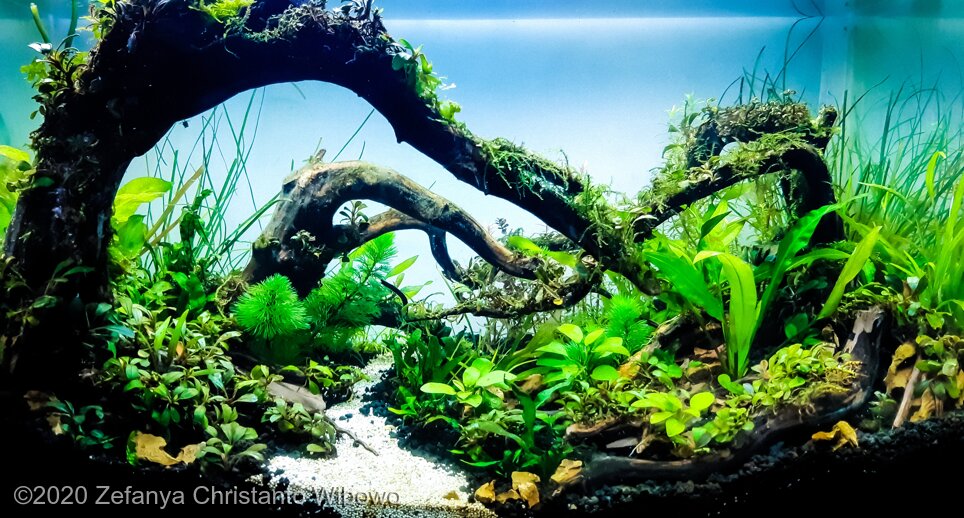 AGA 2020 Aquascaping Contest 321