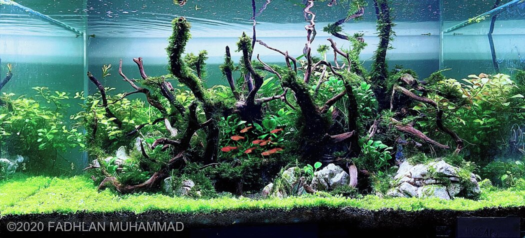 AGA 2020 Aquascaping Contest: #331