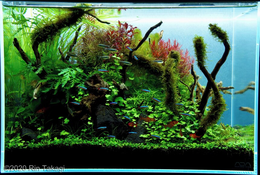 AGA 2020 Aquascaping Contest: #332