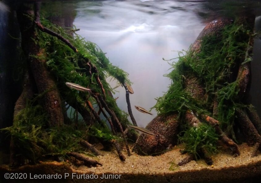 AGA 2020 Aquascaping Contest 349